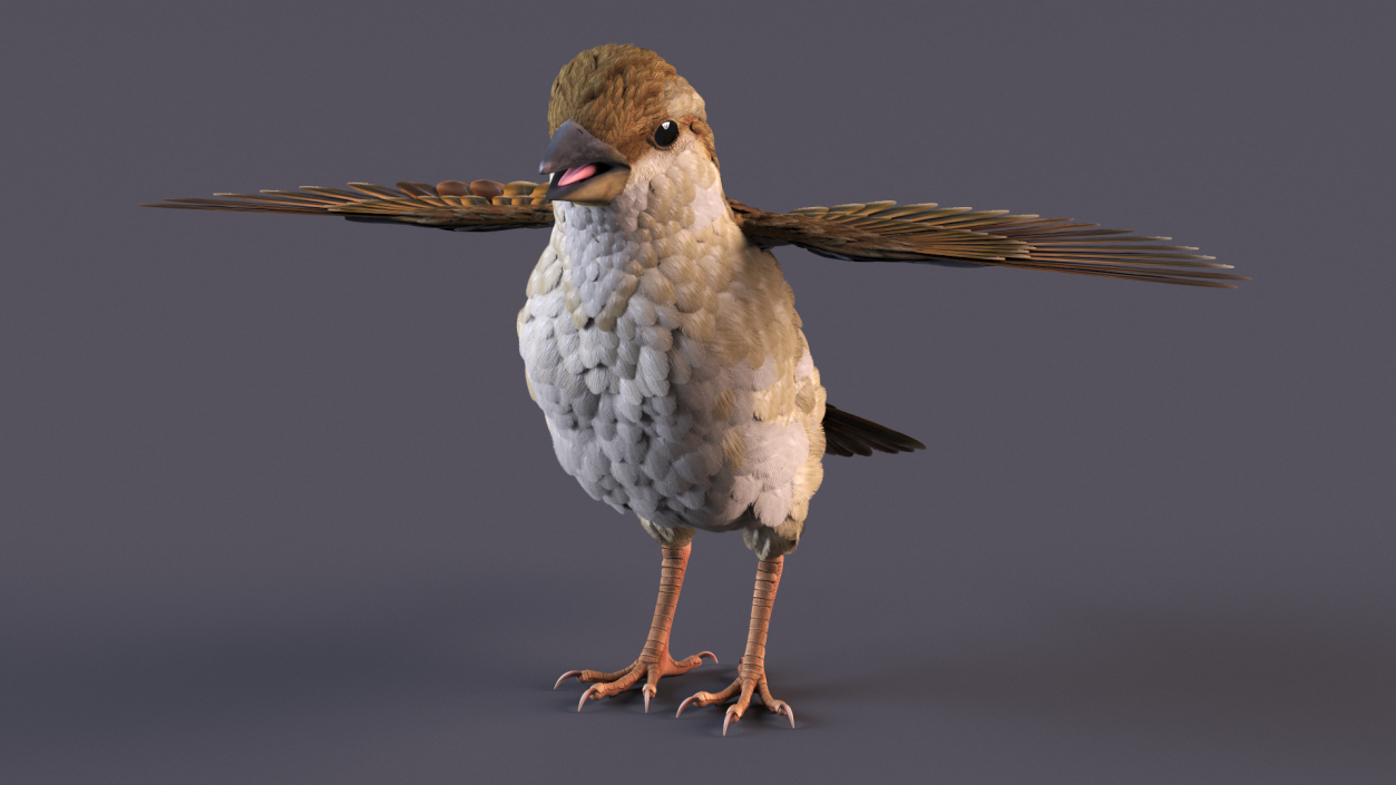 3D House Sparrow with Spread Wings