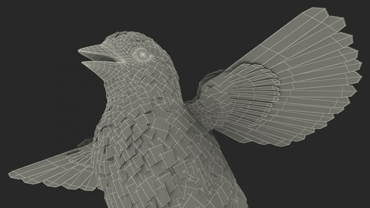 3D House Sparrow with Spread Wings