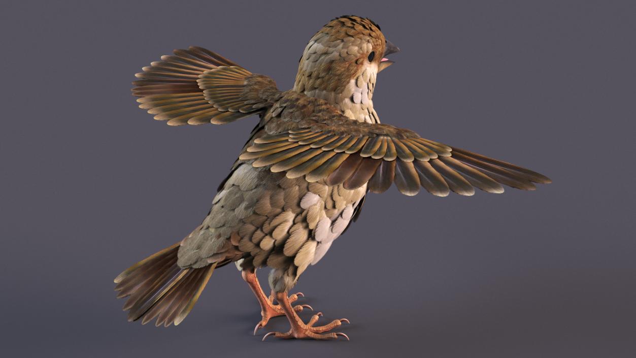 3D House Sparrow with Spread Wings