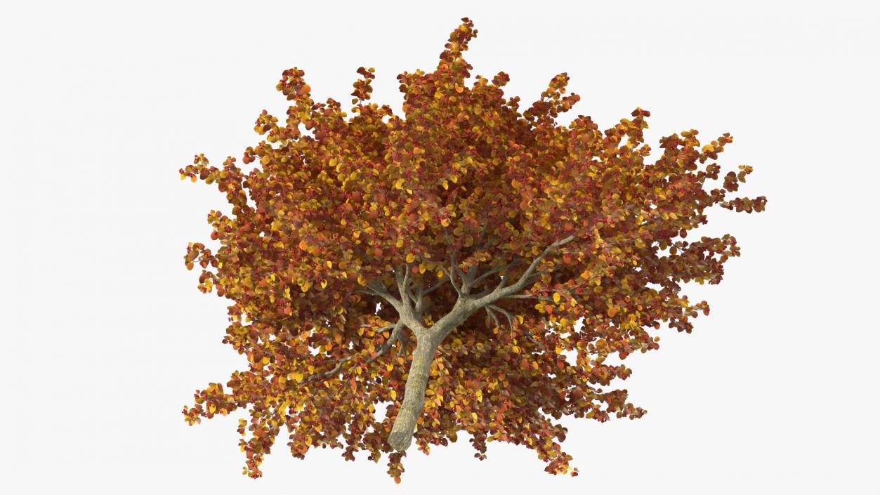 3D Autumn Cockpur Hawthorn with Berries