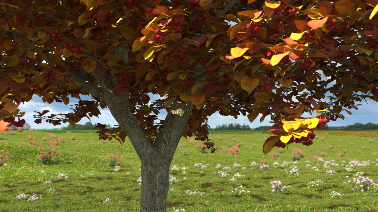 3D Autumn Cockpur Hawthorn with Berries