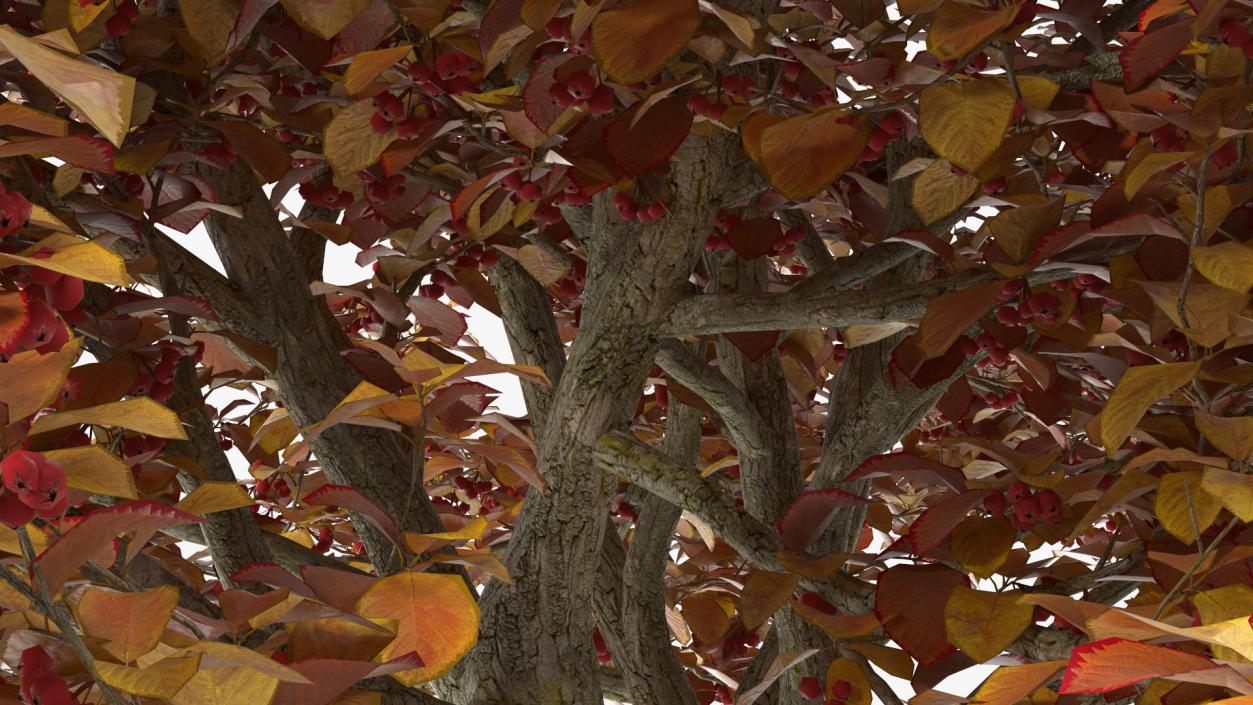 3D Autumn Cockpur Hawthorn with Berries