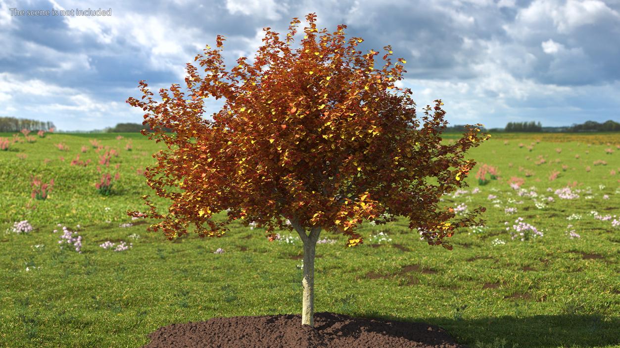 3D Autumn Cockpur Hawthorn with Berries