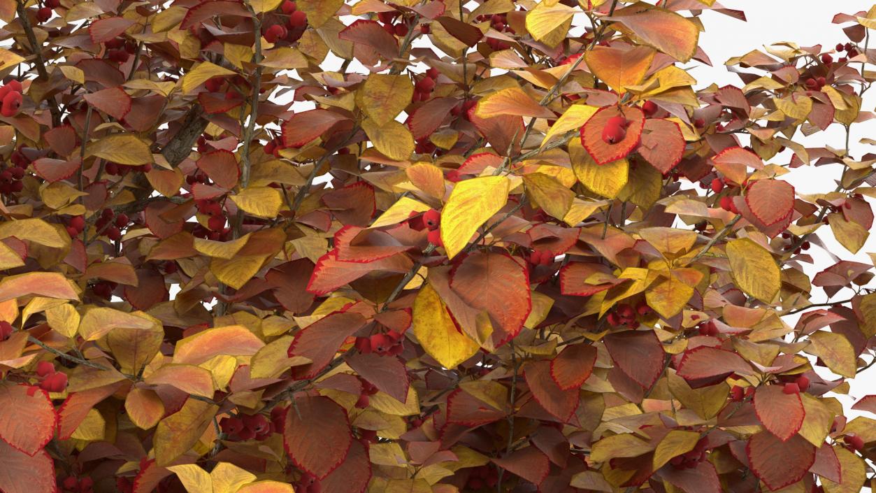 3D Autumn Cockpur Hawthorn with Berries