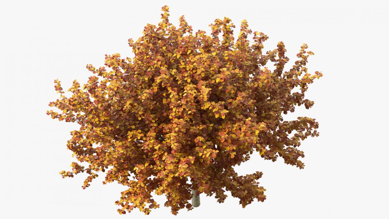 3D Autumn Cockpur Hawthorn with Berries