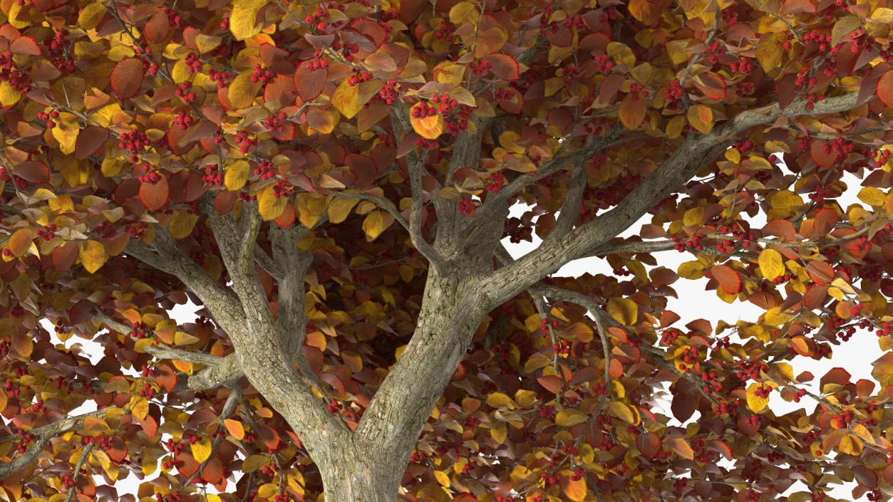 3D Autumn Cockpur Hawthorn with Berries