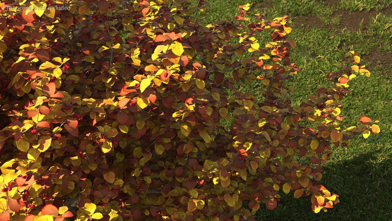 3D Autumn Cockpur Hawthorn with Berries