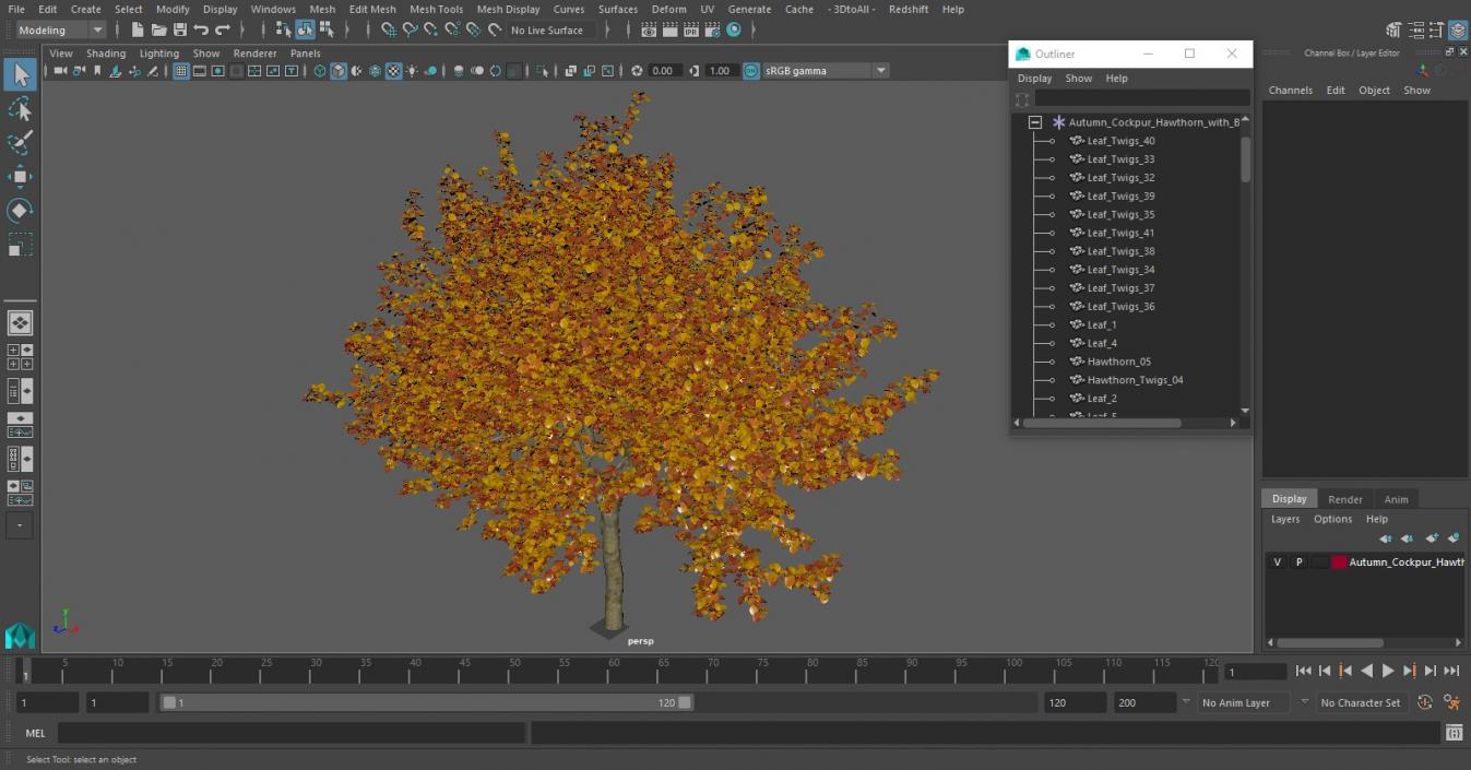 3D Autumn Cockpur Hawthorn with Berries