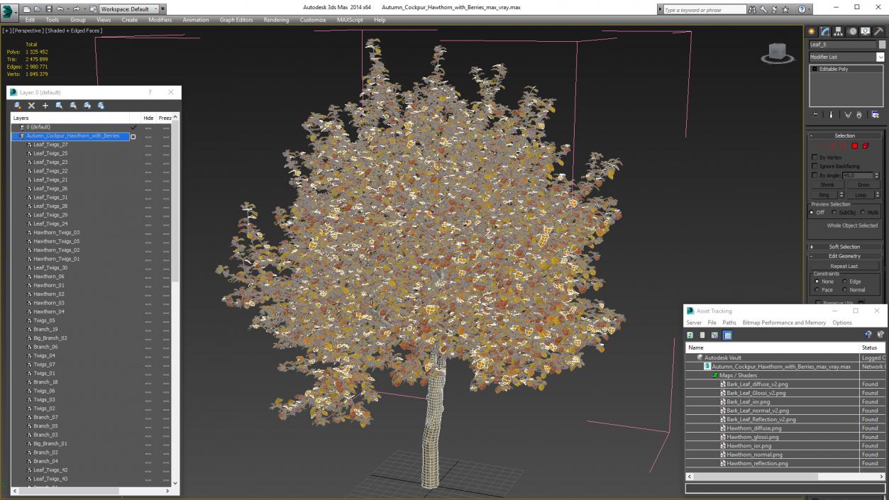 3D Autumn Cockpur Hawthorn with Berries