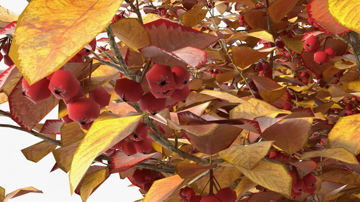 3D Autumn Cockpur Hawthorn with Berries