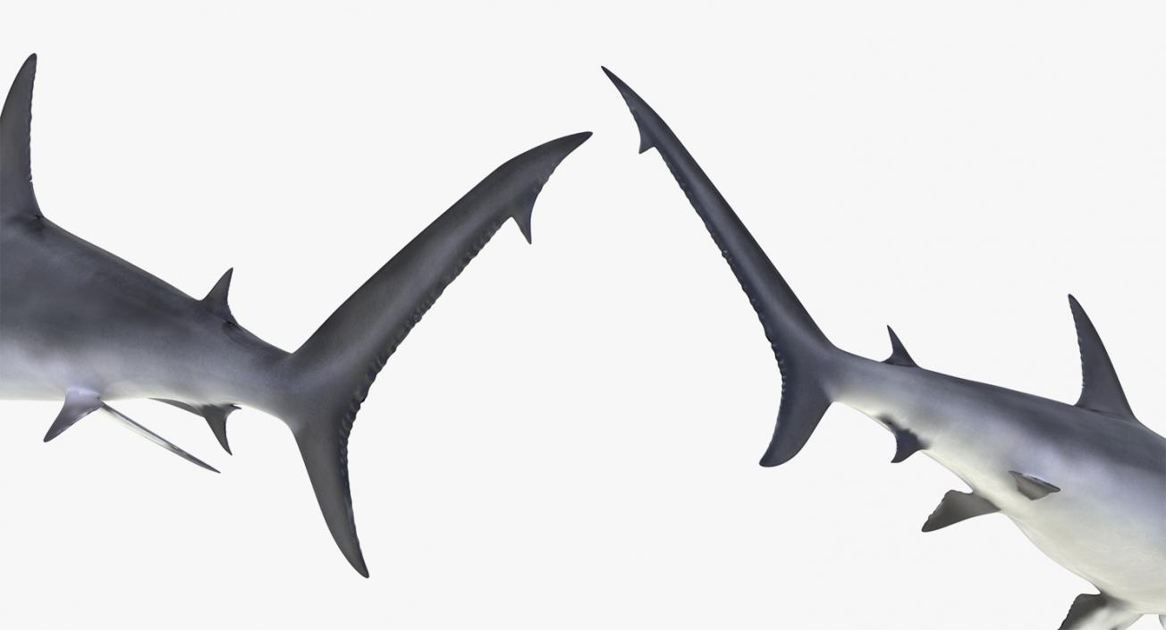 3D Rigged Sharks Collection 8