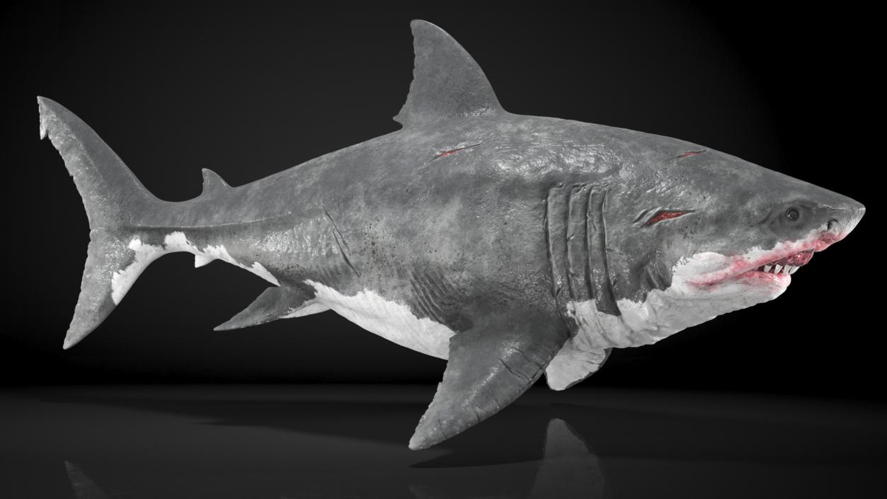 3D Rigged Sharks Collection 8