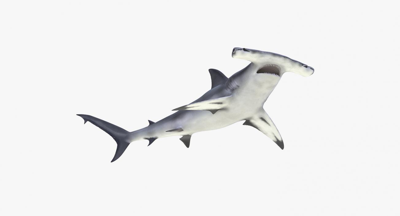 3D Rigged Sharks Collection 8