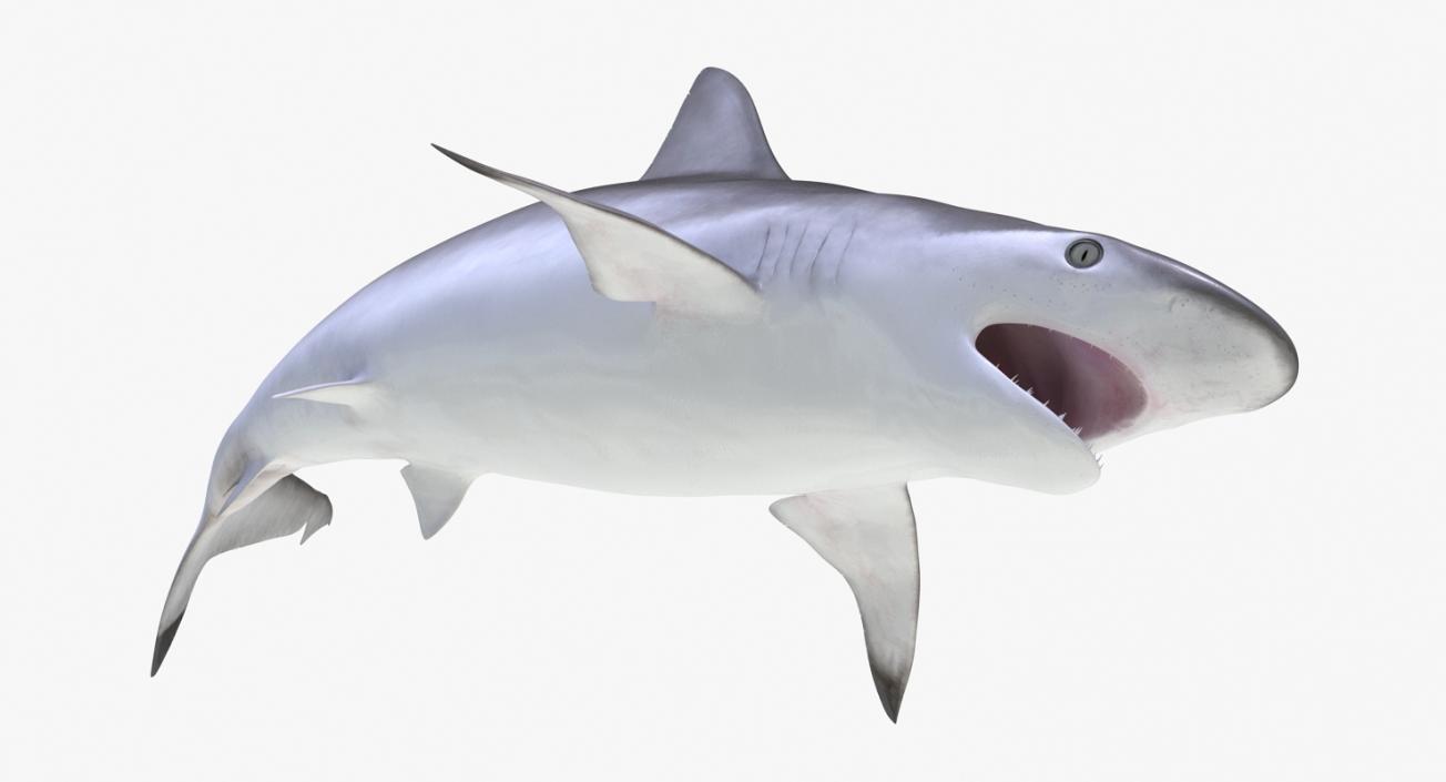 3D Rigged Sharks Collection 8