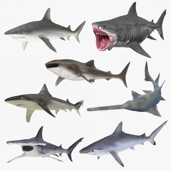 3D Rigged Sharks Collection 8