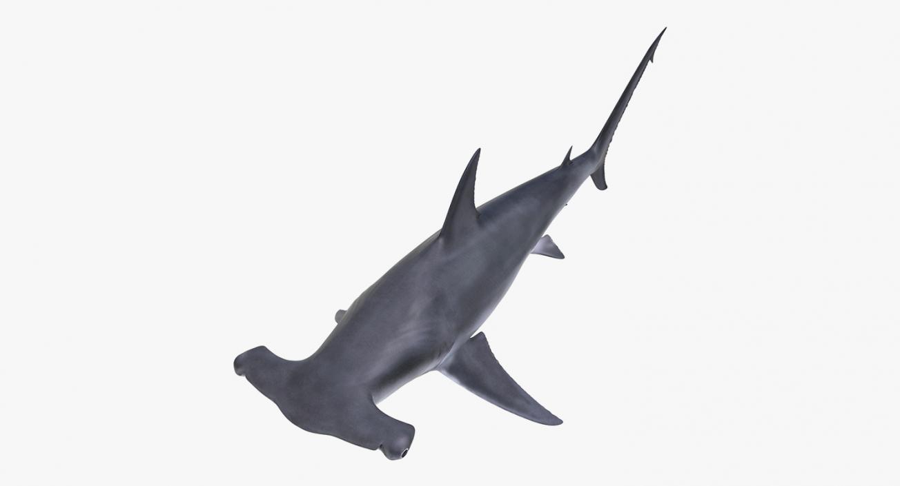 3D Rigged Sharks Collection 8