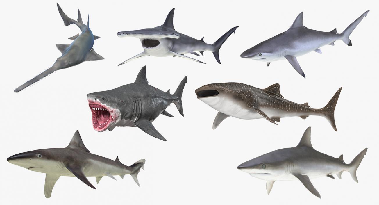 3D Rigged Sharks Collection 8