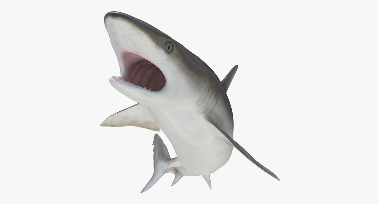 3D Rigged Sharks Collection 8