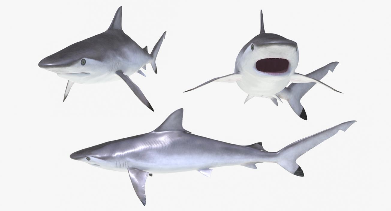 3D Rigged Sharks Collection 8