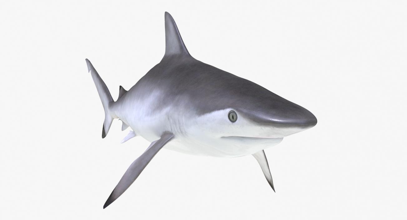 3D Rigged Sharks Collection 8