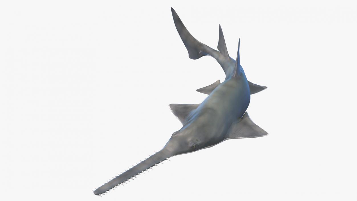 3D Rigged Sharks Collection 8