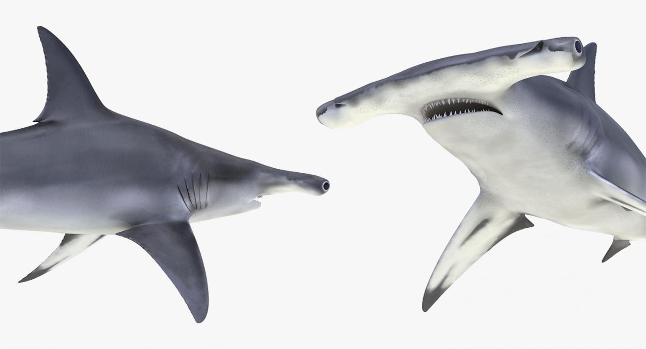 3D Rigged Sharks Collection 8