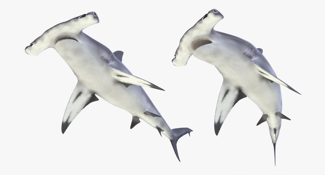 3D Rigged Sharks Collection 8