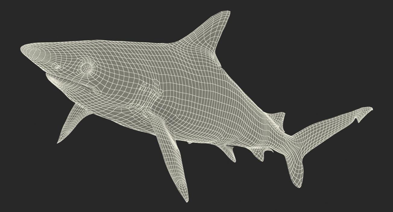 3D Rigged Sharks Collection 8