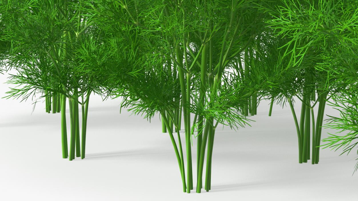 3D model Dill Garden Bed