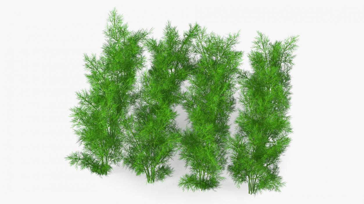 3D model Dill Garden Bed