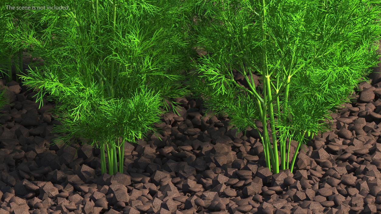 3D model Dill Garden Bed