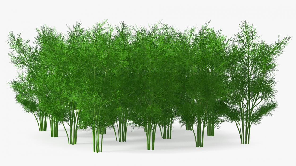 3D model Dill Garden Bed