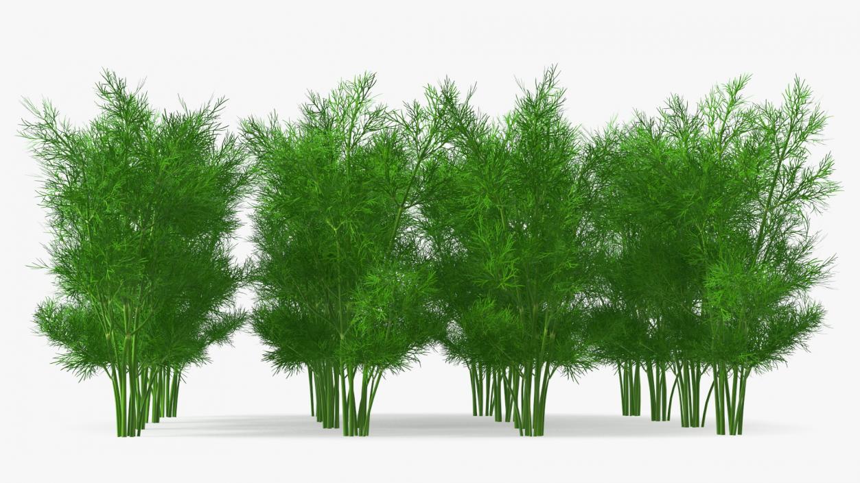 3D model Dill Garden Bed