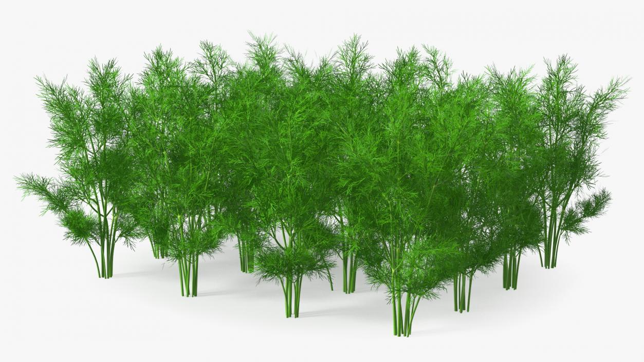 3D model Dill Garden Bed