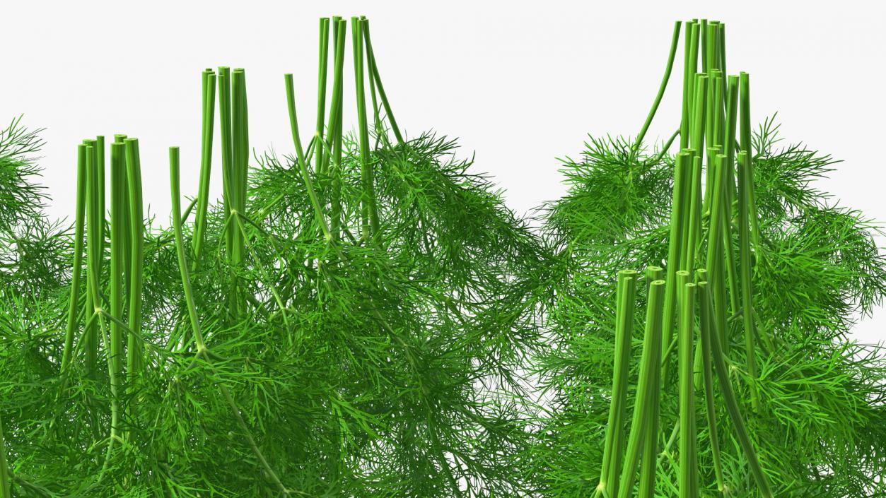 3D model Dill Garden Bed