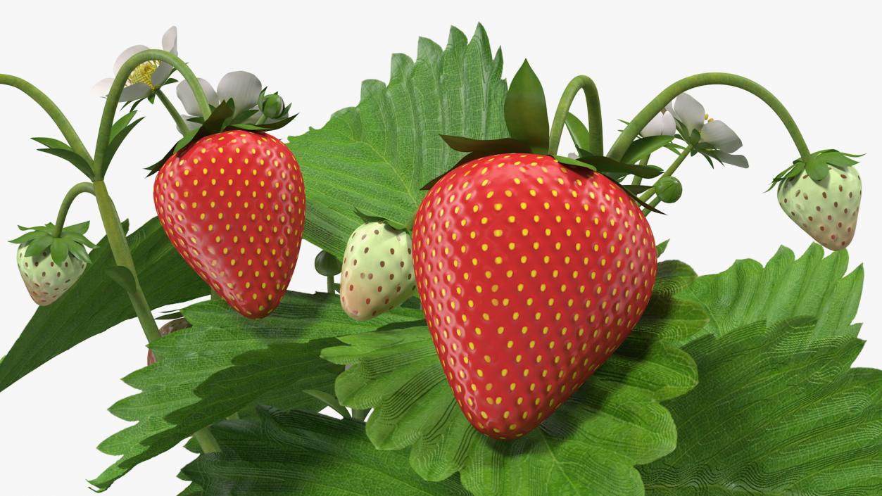 3D model Garden Strawberry Plant with Fruits