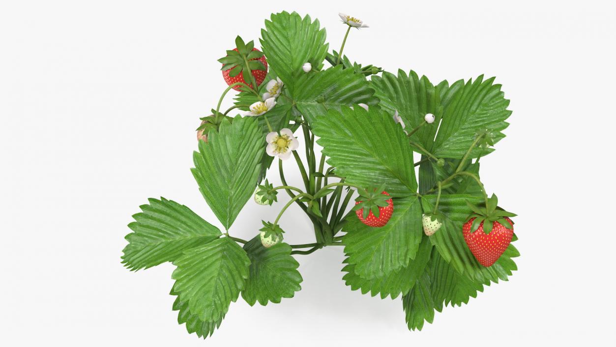 3D model Garden Strawberry Plant with Fruits