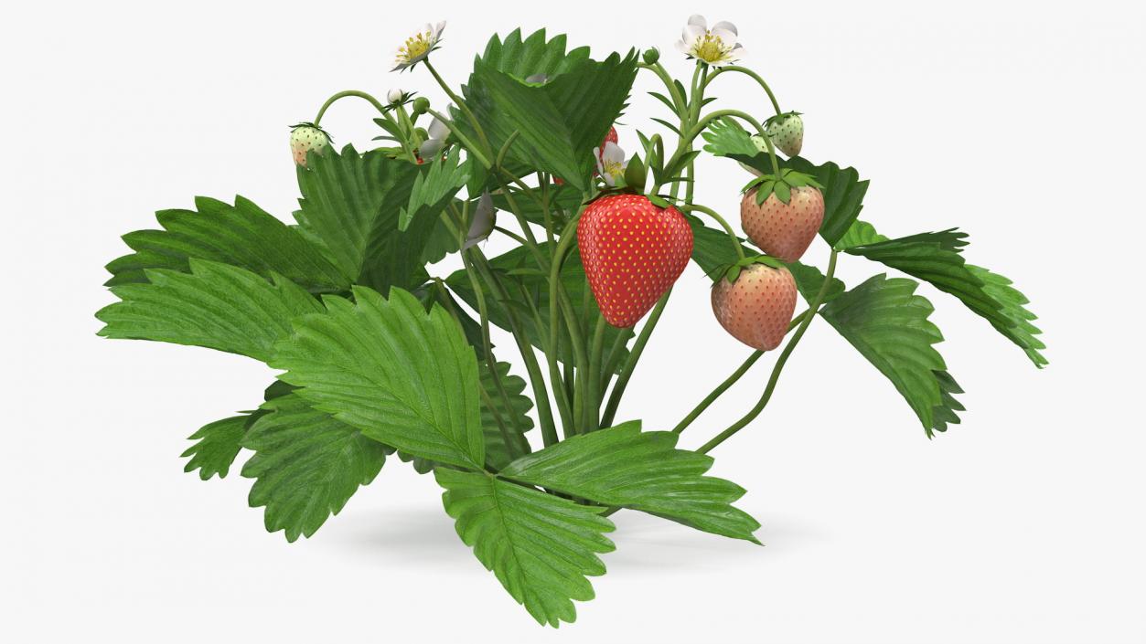 3D model Garden Strawberry Plant with Fruits