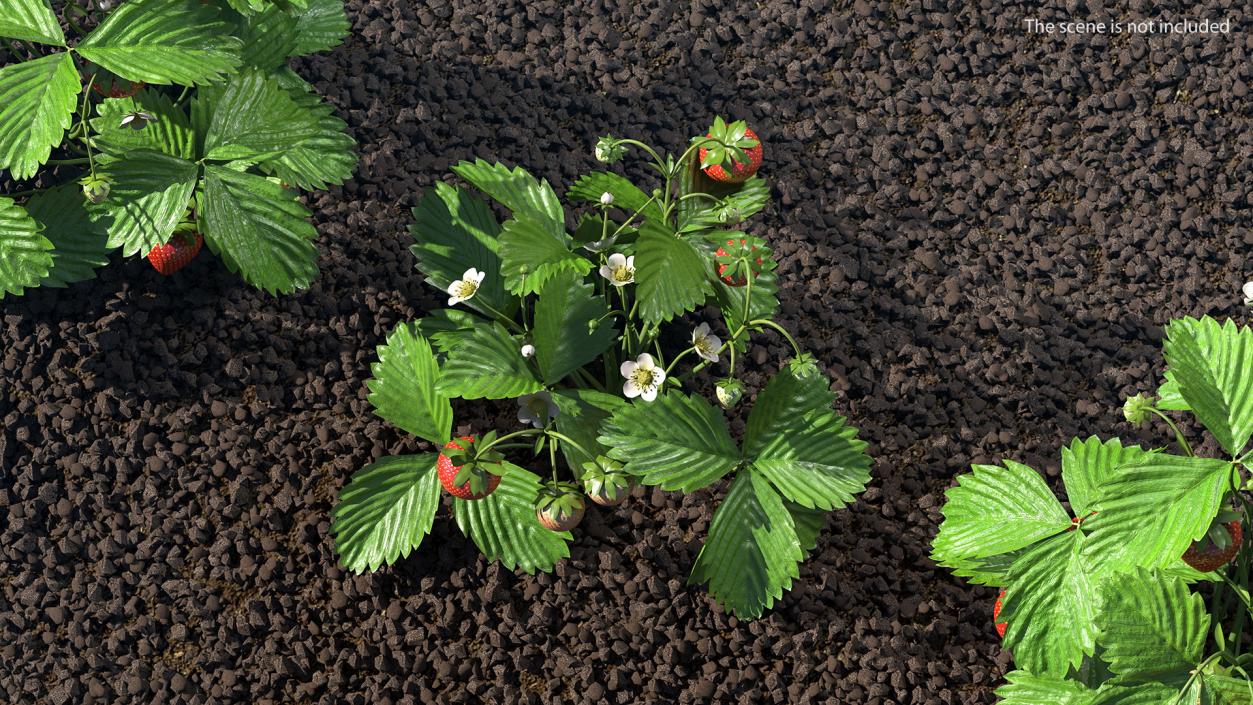 3D model Garden Strawberry Plant with Fruits