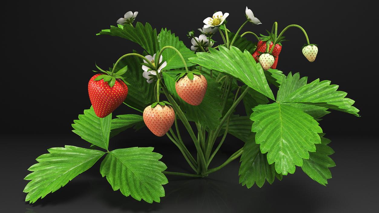 3D model Garden Strawberry Plant with Fruits