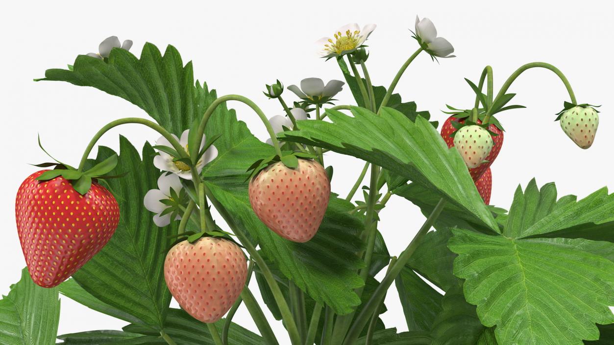 3D model Garden Strawberry Plant with Fruits