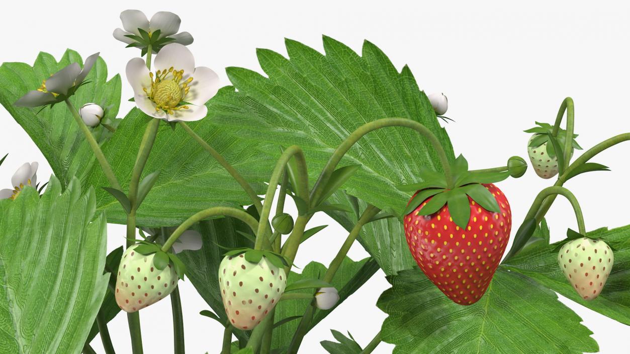 3D model Garden Strawberry Plant with Fruits