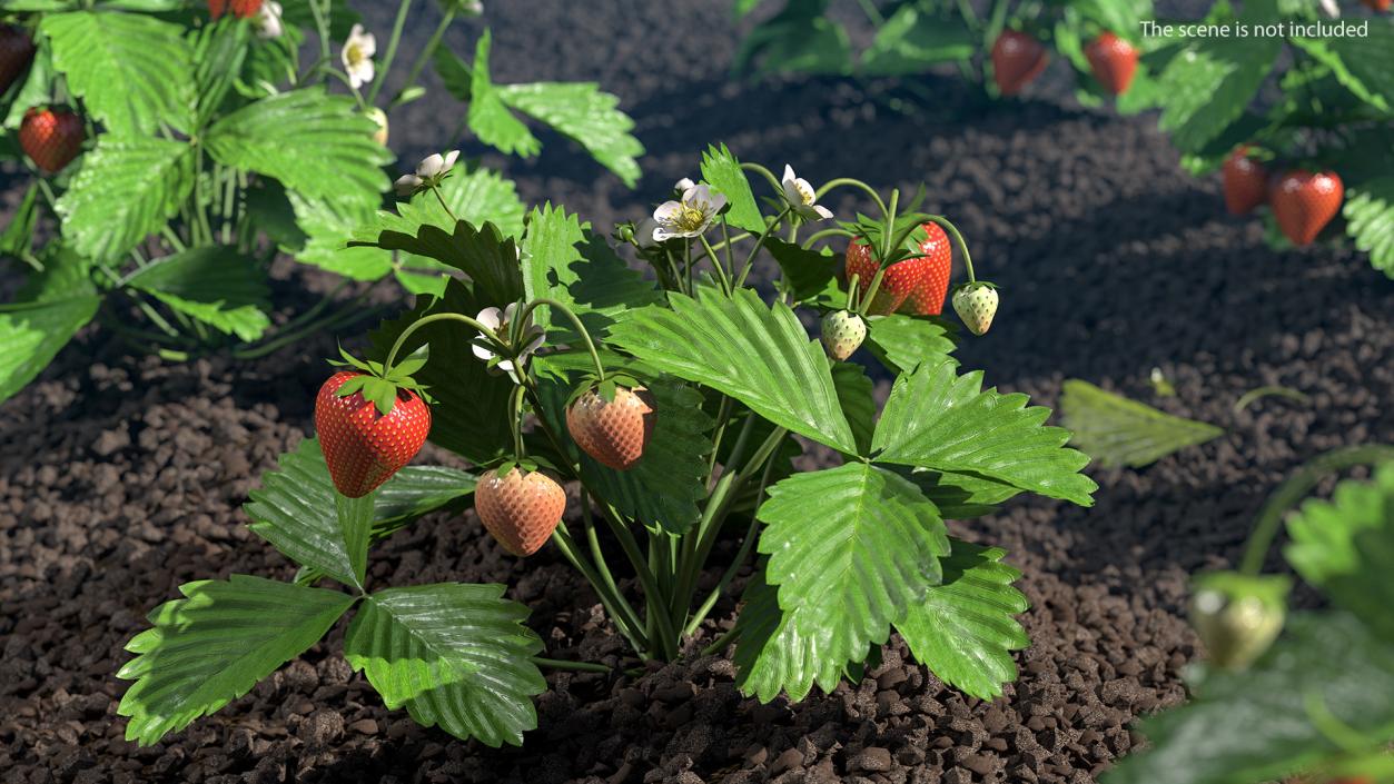 3D model Garden Strawberry Plant with Fruits