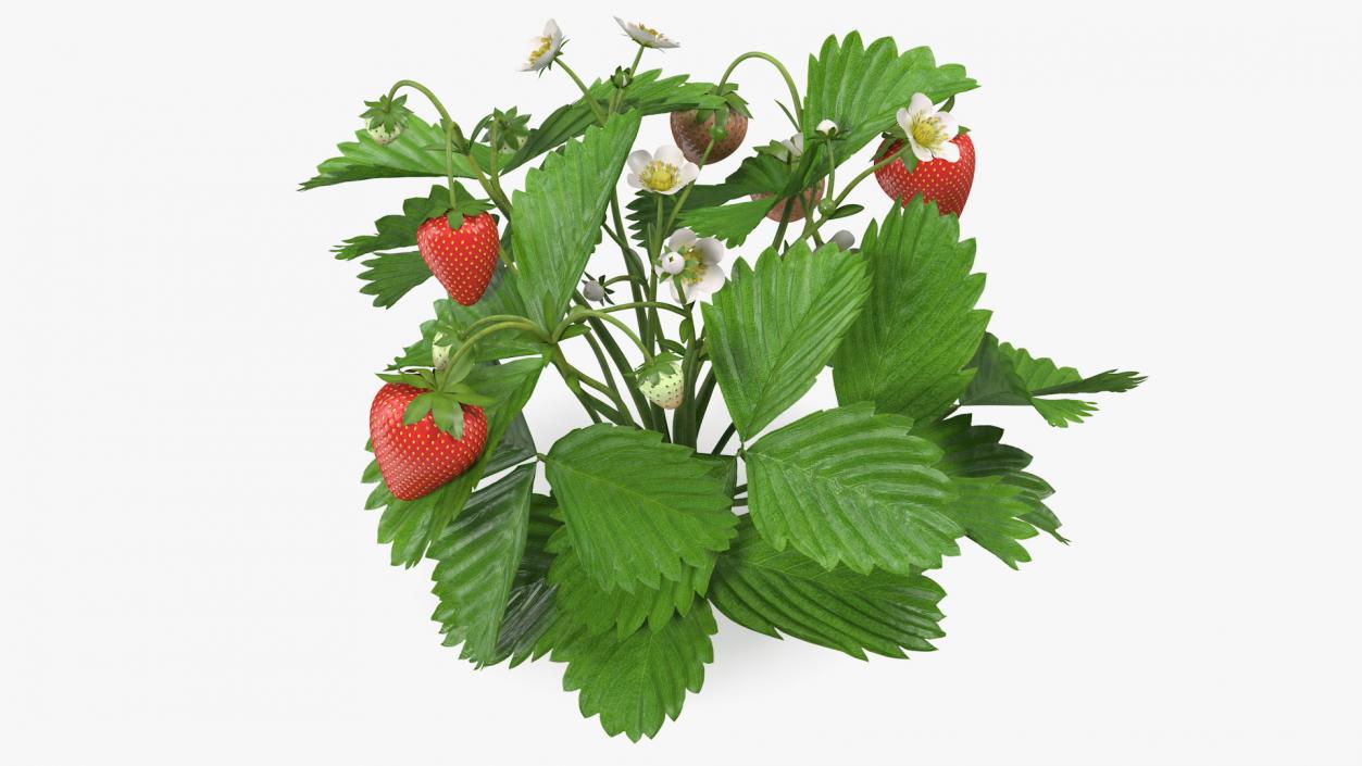 3D model Garden Strawberry Plant with Fruits