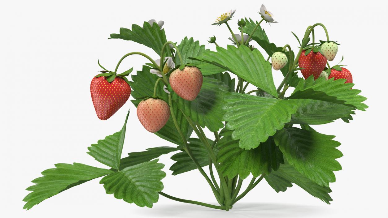 3D model Garden Strawberry Plant with Fruits