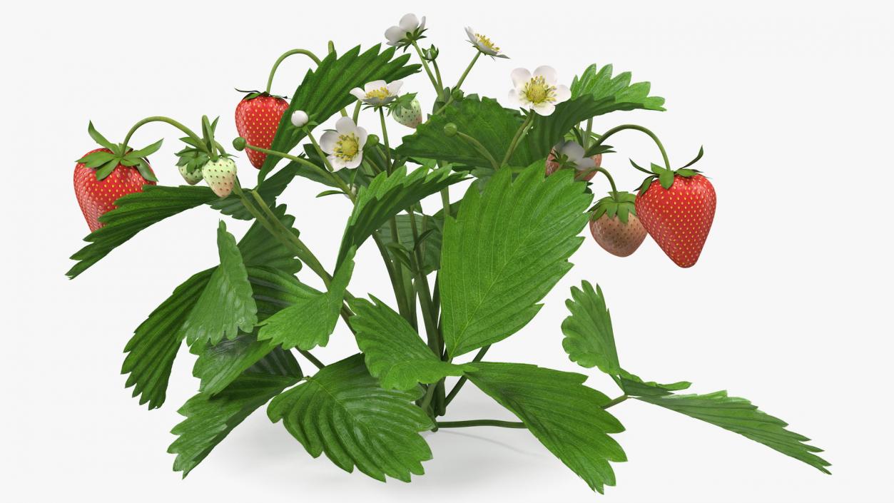 3D model Garden Strawberry Plant with Fruits