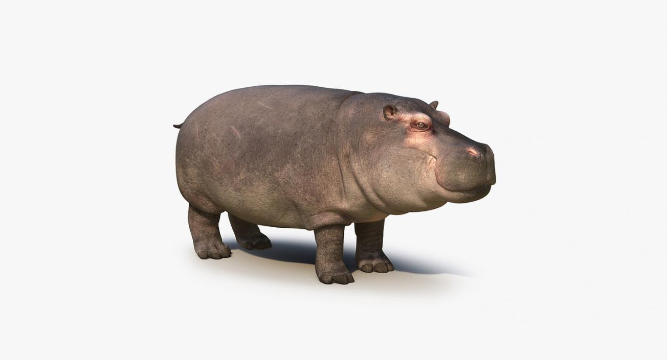 African Animals Collection 11 3D model