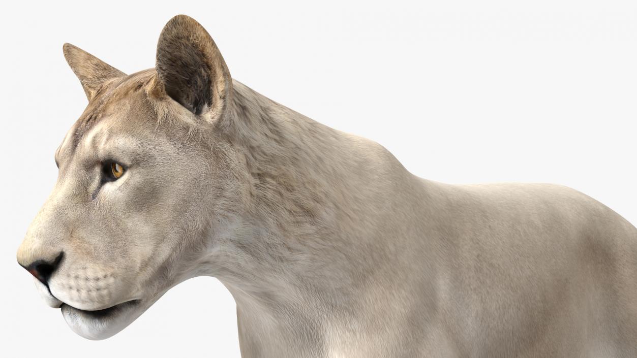 African Animals Collection 11 3D model