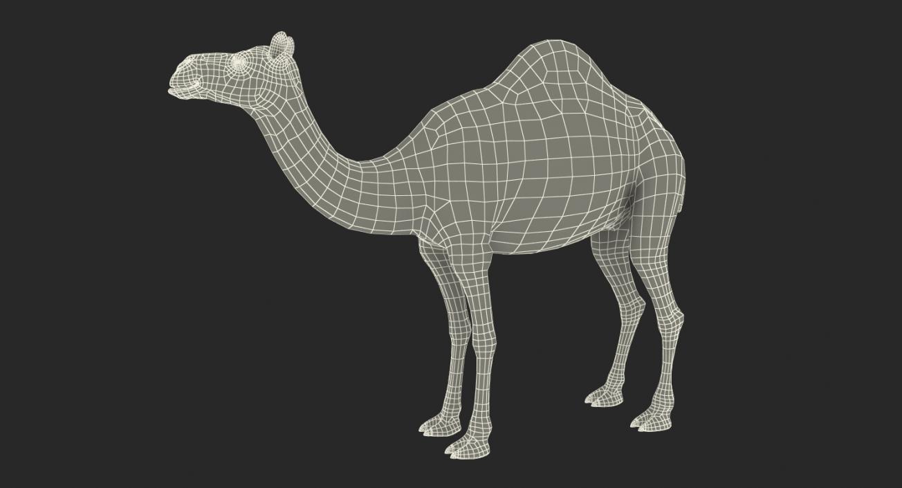 African Animals Collection 11 3D model