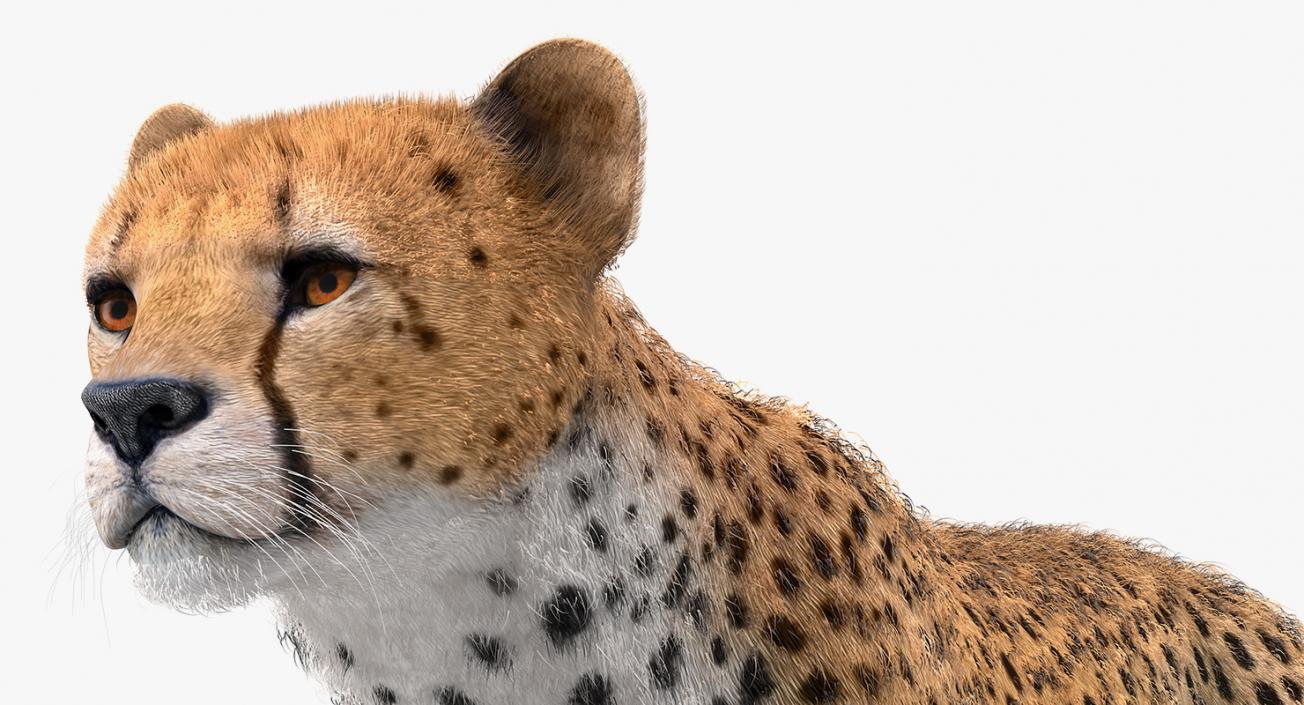 African Animals Collection 11 3D model